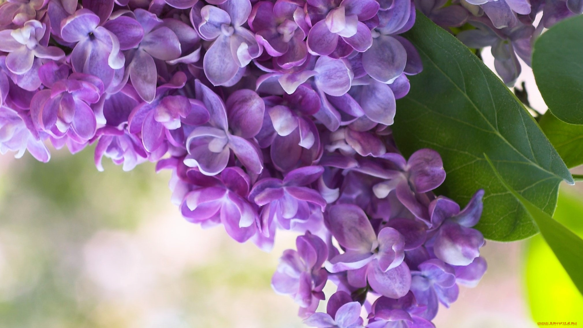 цветы, сирень, ветка