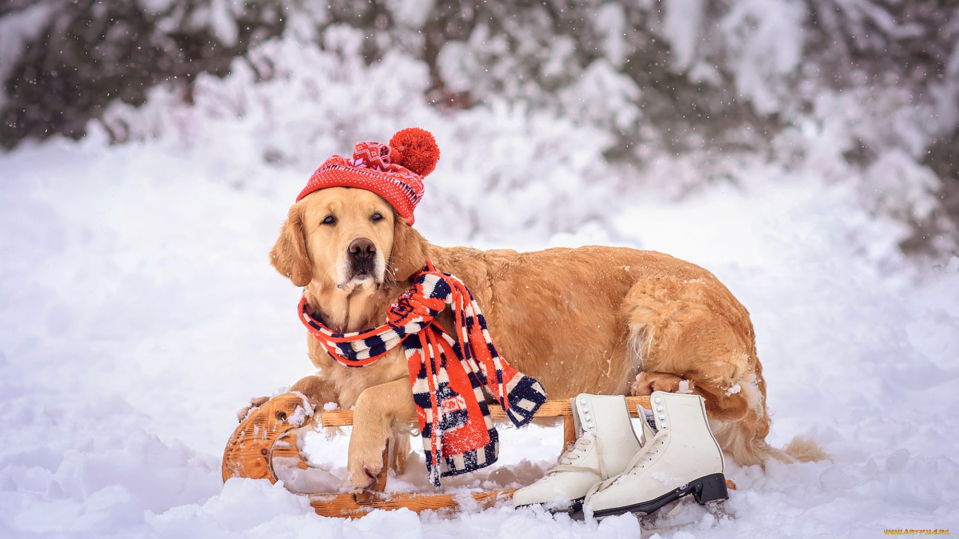 животные, собаки, собака