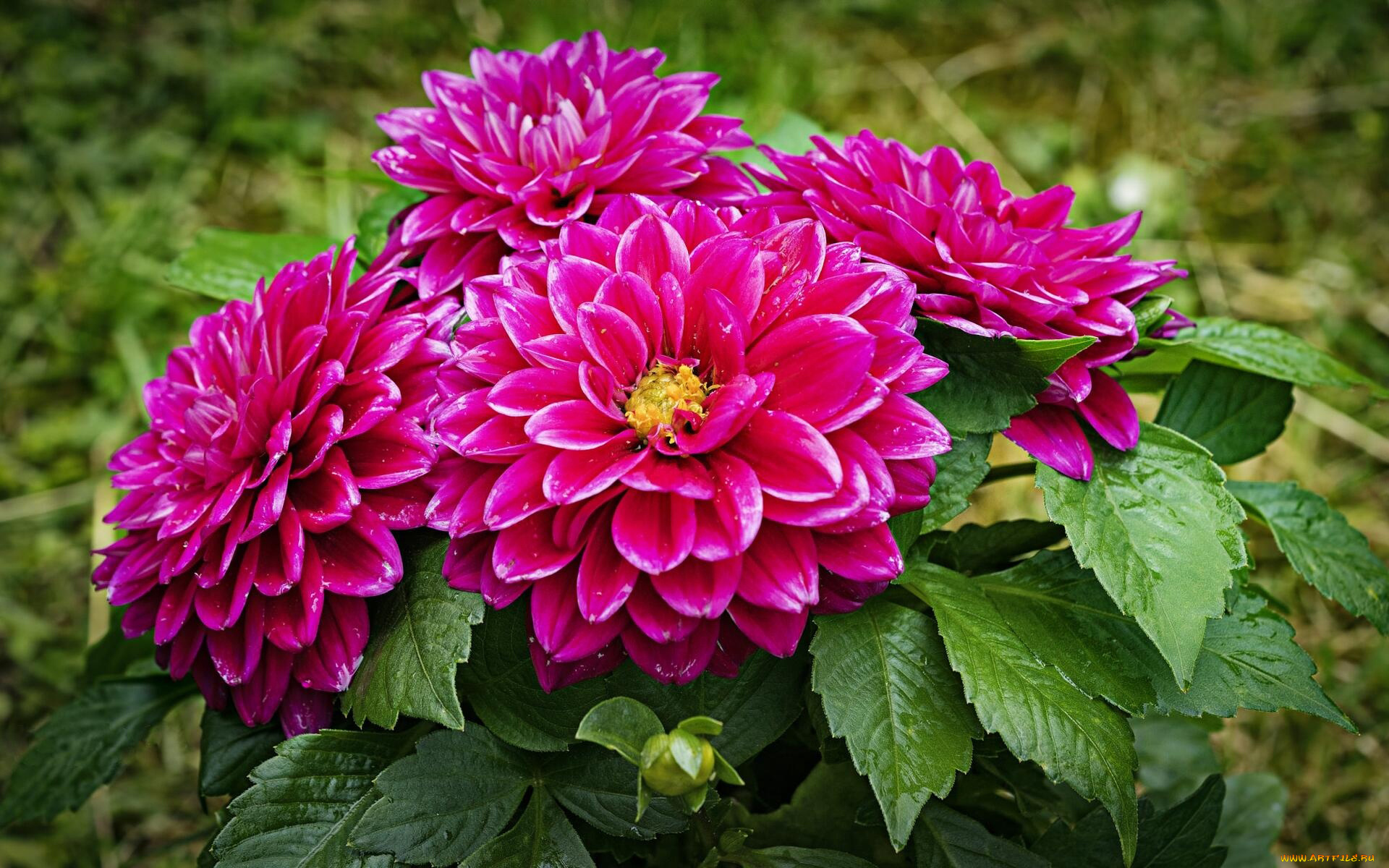 цветы, георгины, розовые, капли