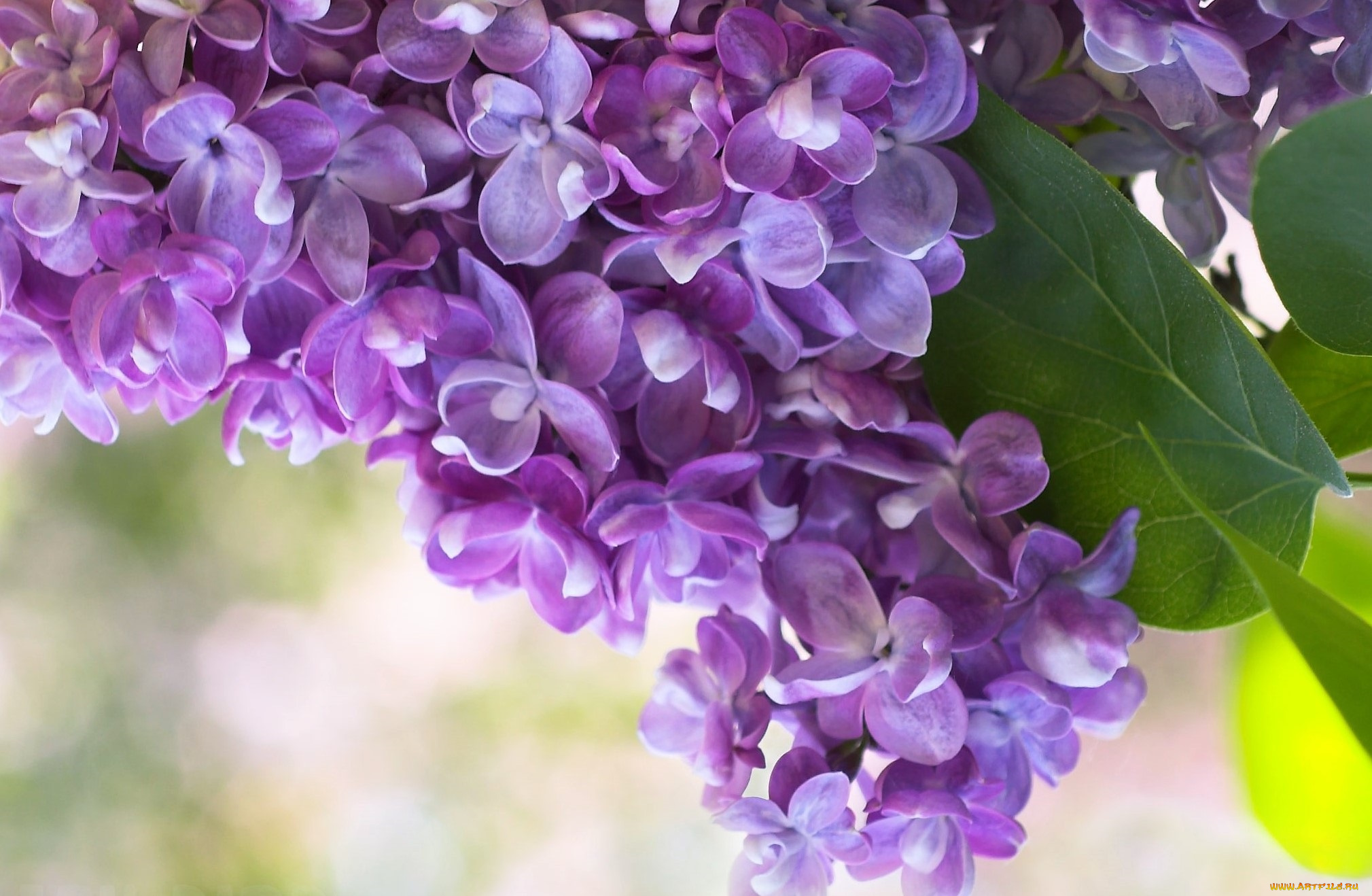 цветы, сирень, ветка