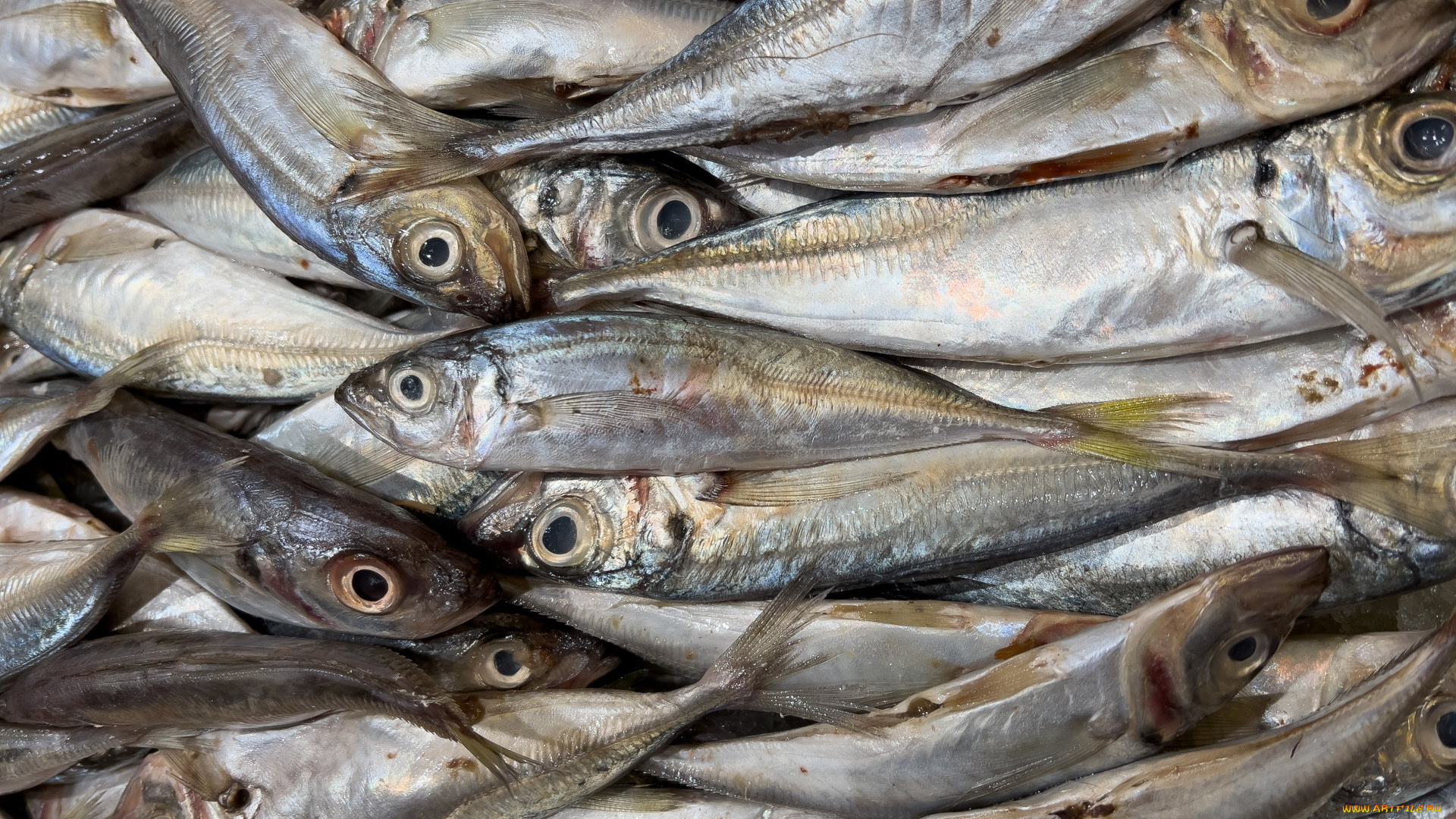 еда, рыба, , морепродукты, , суши, , роллы, свежая