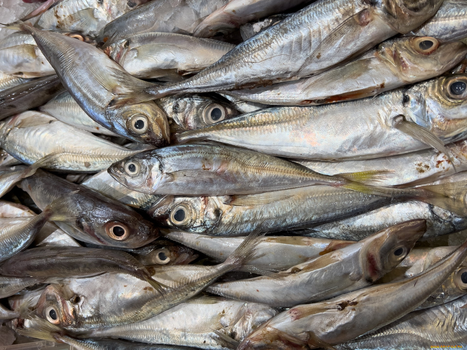 еда, рыба, , морепродукты, , суши, , роллы, свежая