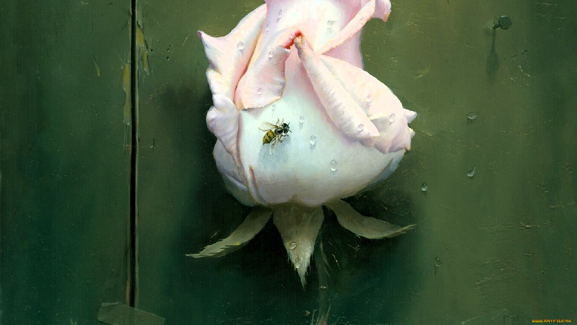 рисованное, алексей, антонов, роза, оса, стена, трещины, гвоздь, капли