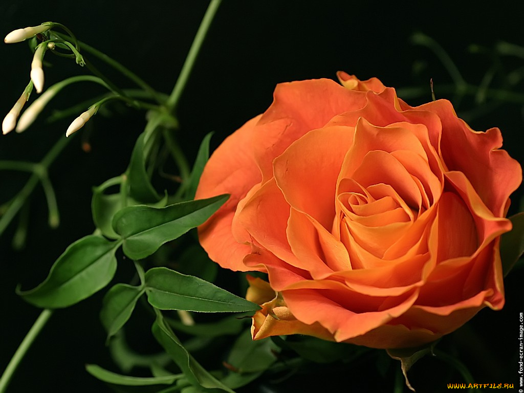 цветы, розы