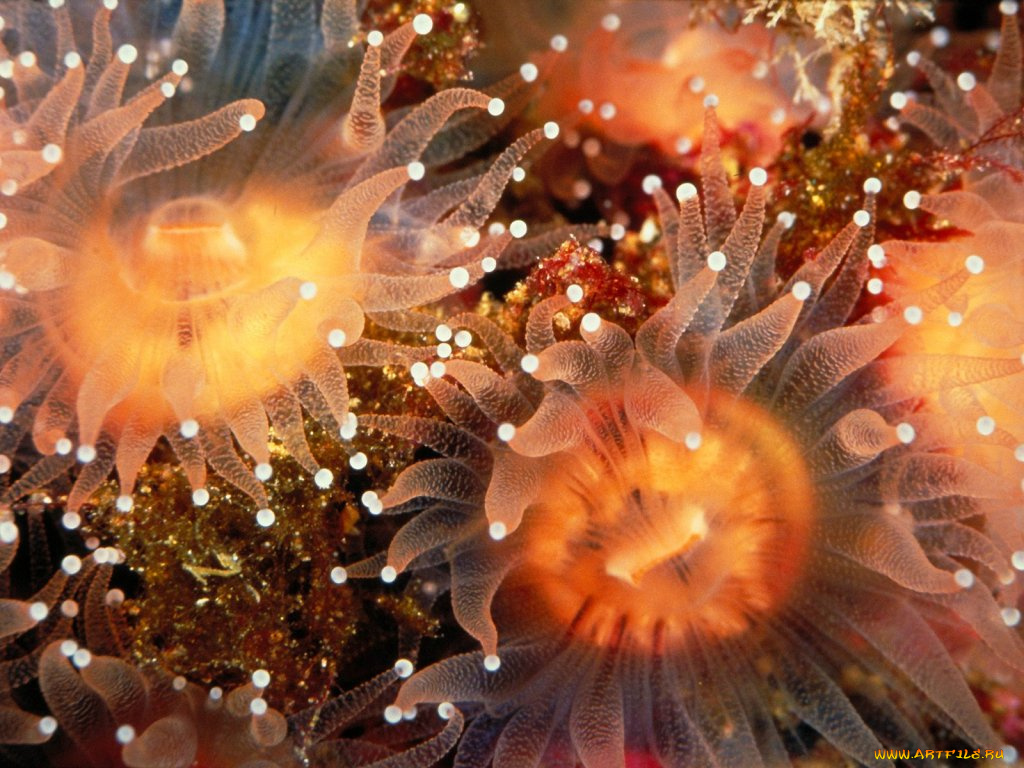 golden, cup, coralls, anacapa, island, california, животные, морская, фауна