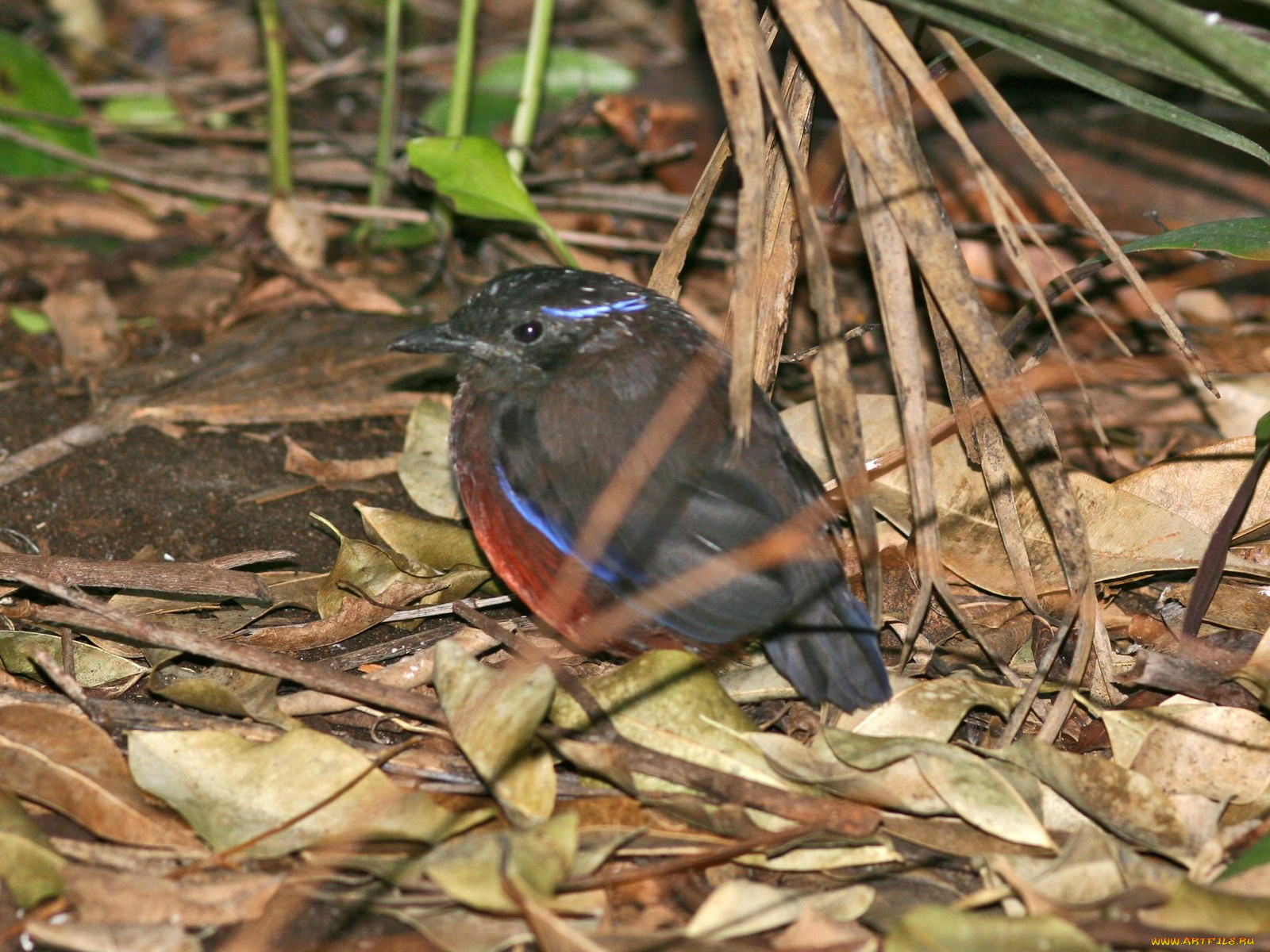 garnet, pitta, животные, птицы