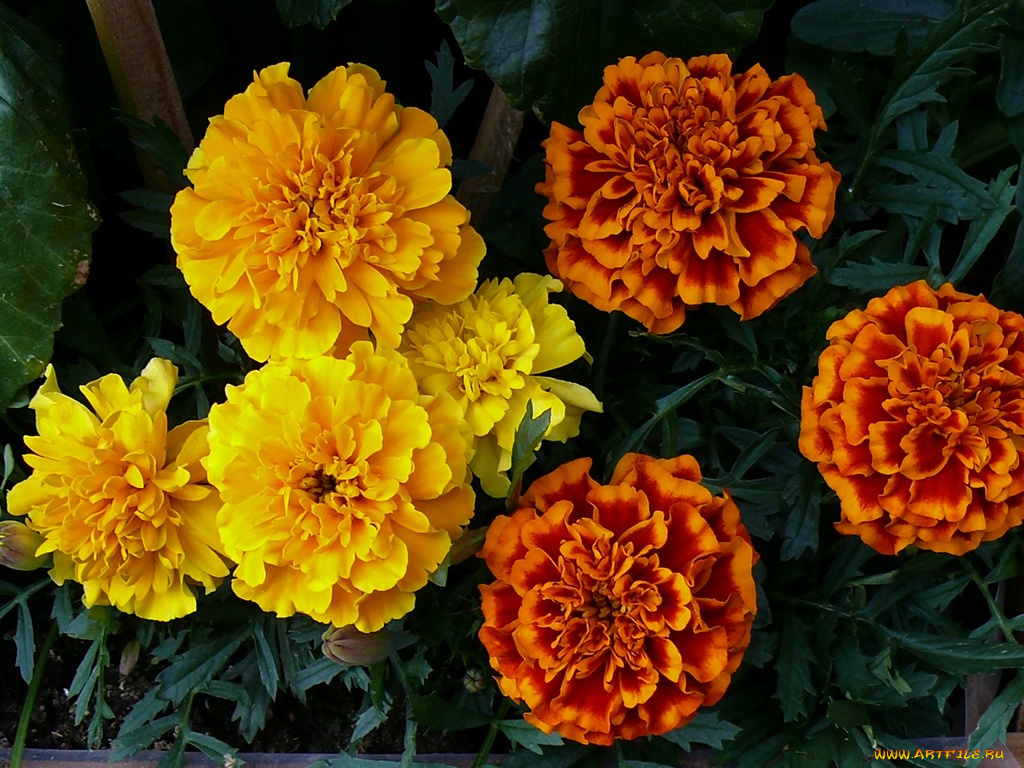 цветы, бархатцы
