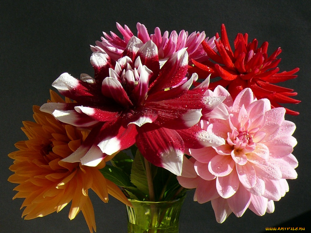 цветы, георгины