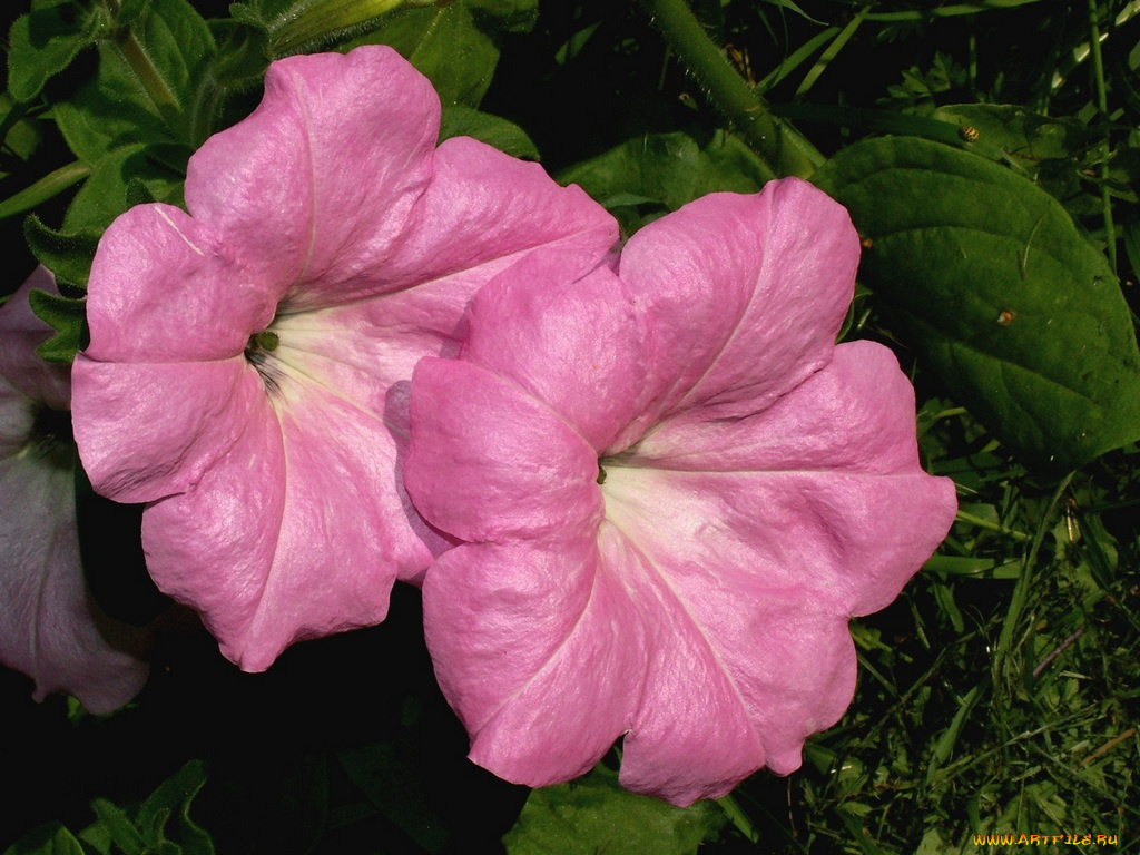 цветы, петунии, калибрахоа