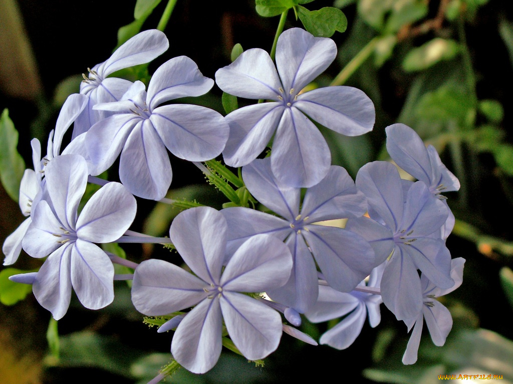 цветы, плюмбаго, свинчатка