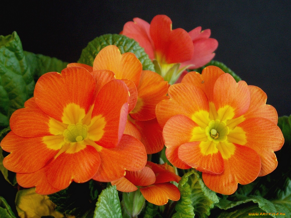 цветы, примулы