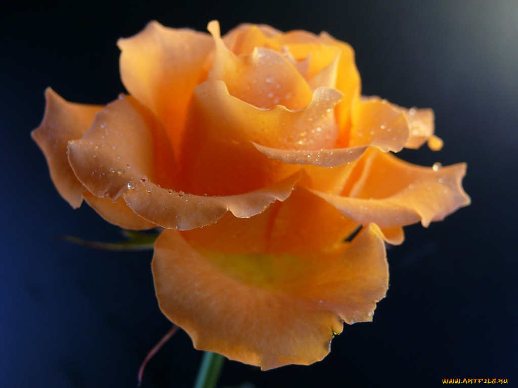 цветы, розы