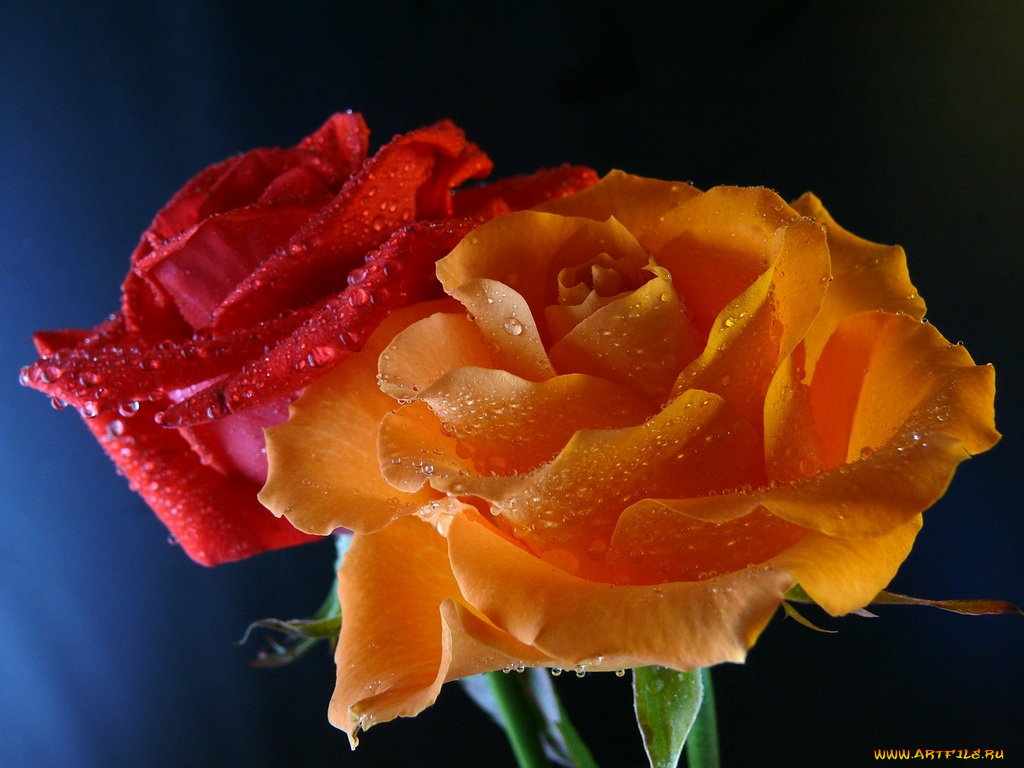 цветы, розы