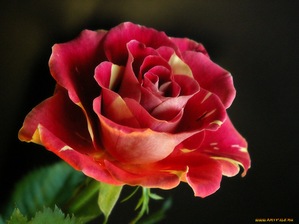 цветы, розы