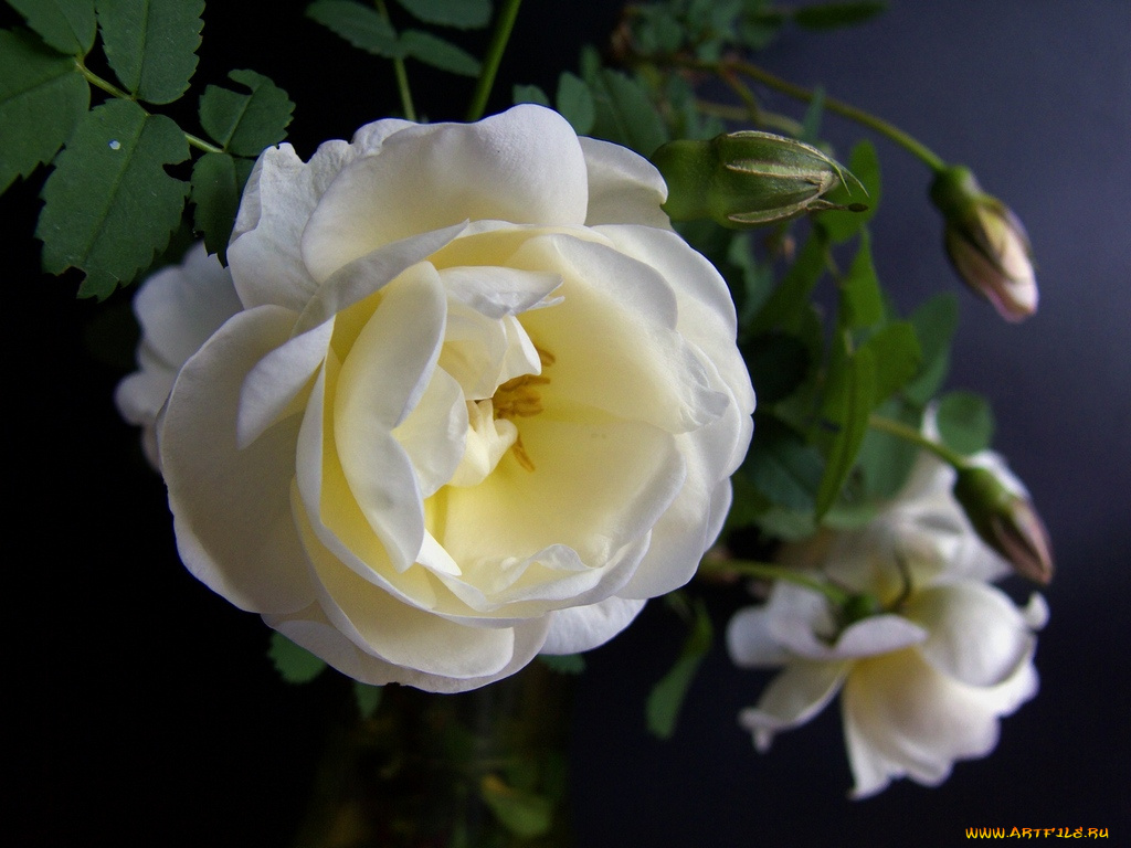 цветы, розы