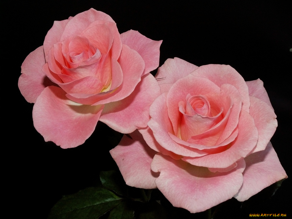 цветы, розы