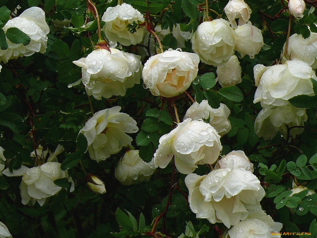 цветы, розы