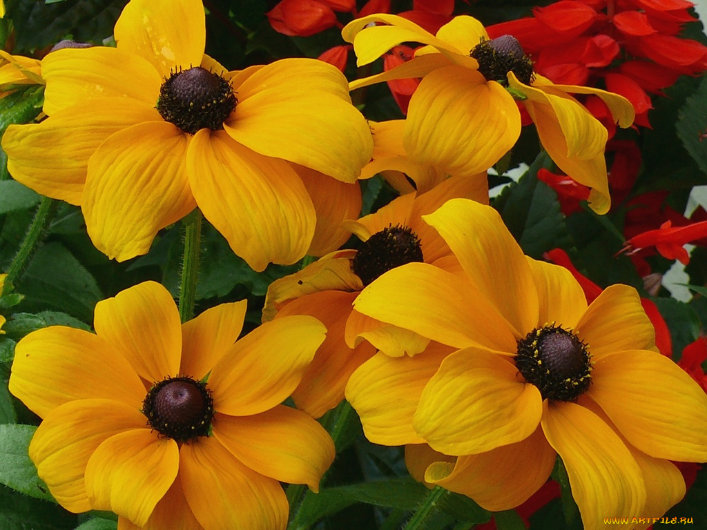 цветы, рудбекия