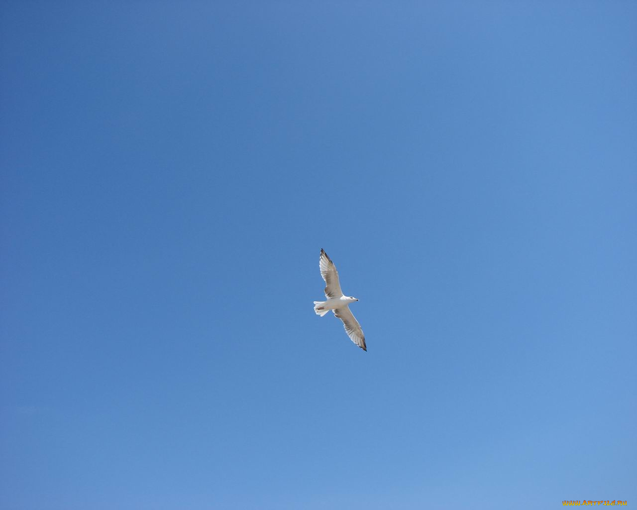 животные, Чайки, бакланы, крачки