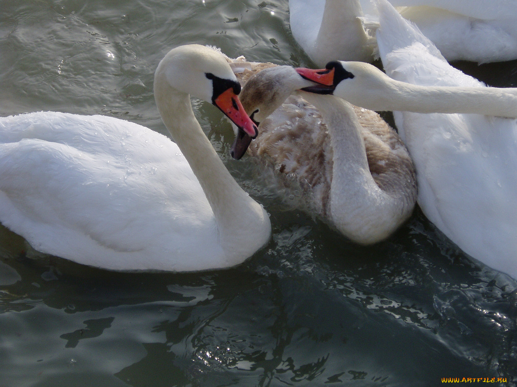 животные, лебеди