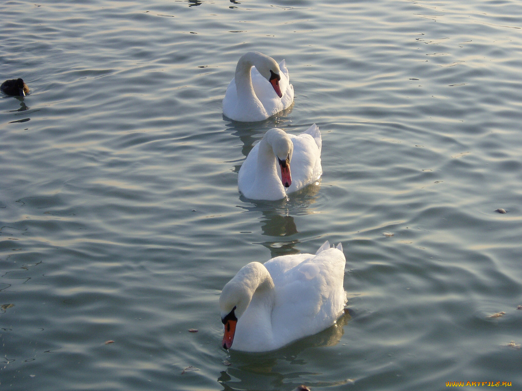 животные, лебеди