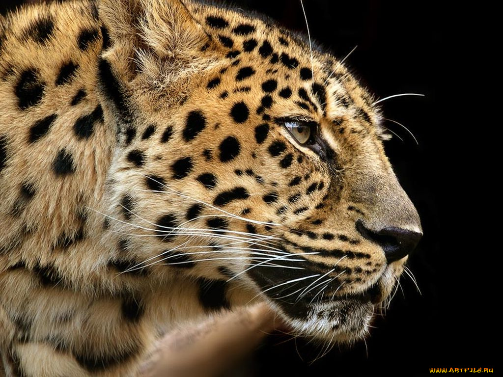 животные, леопарды