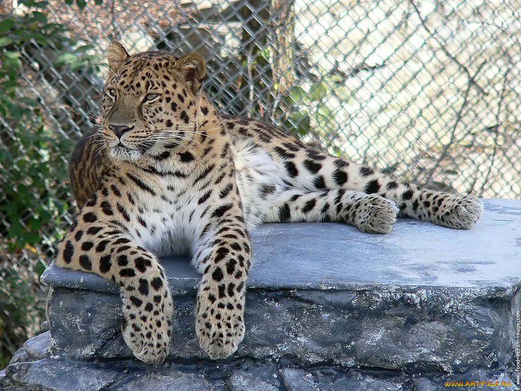 животные, леопарды