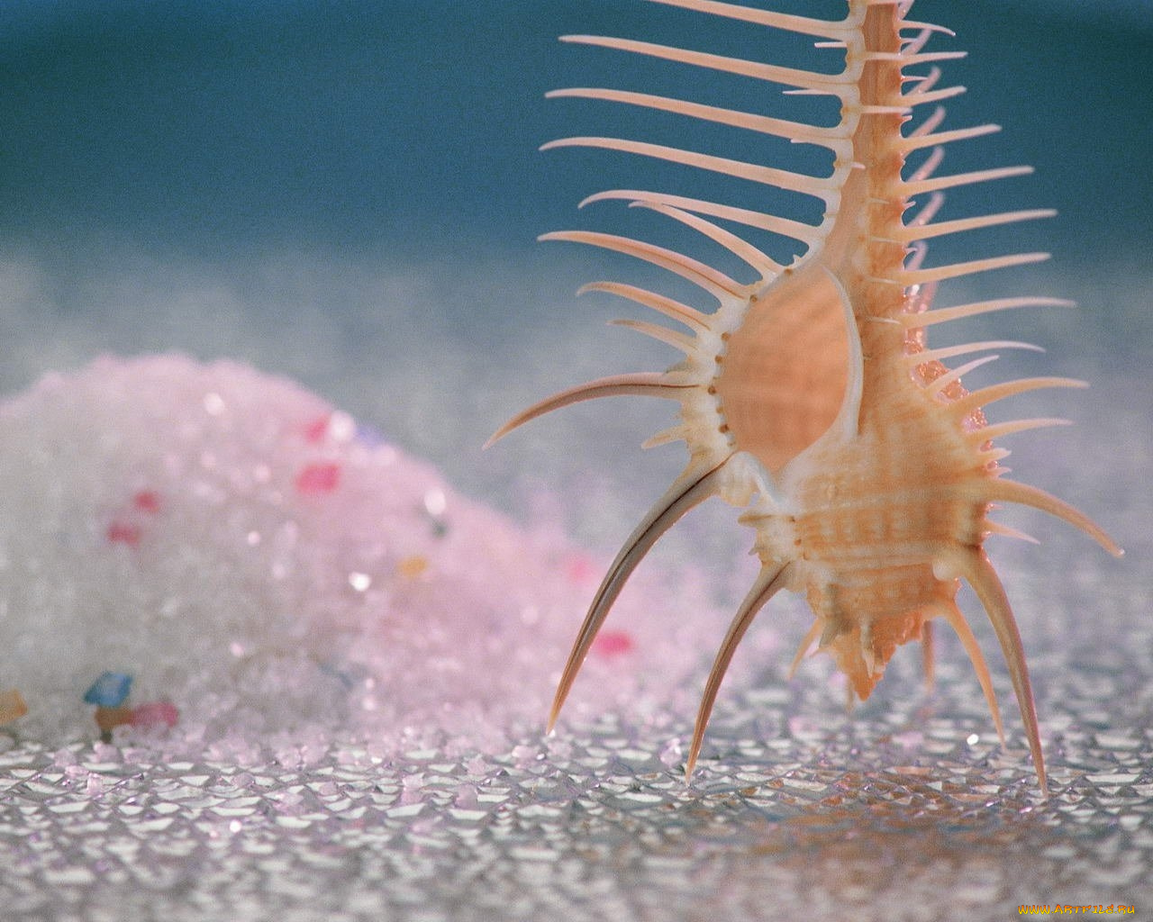 разное, ракушки, кораллы, декоративные, spa, камни