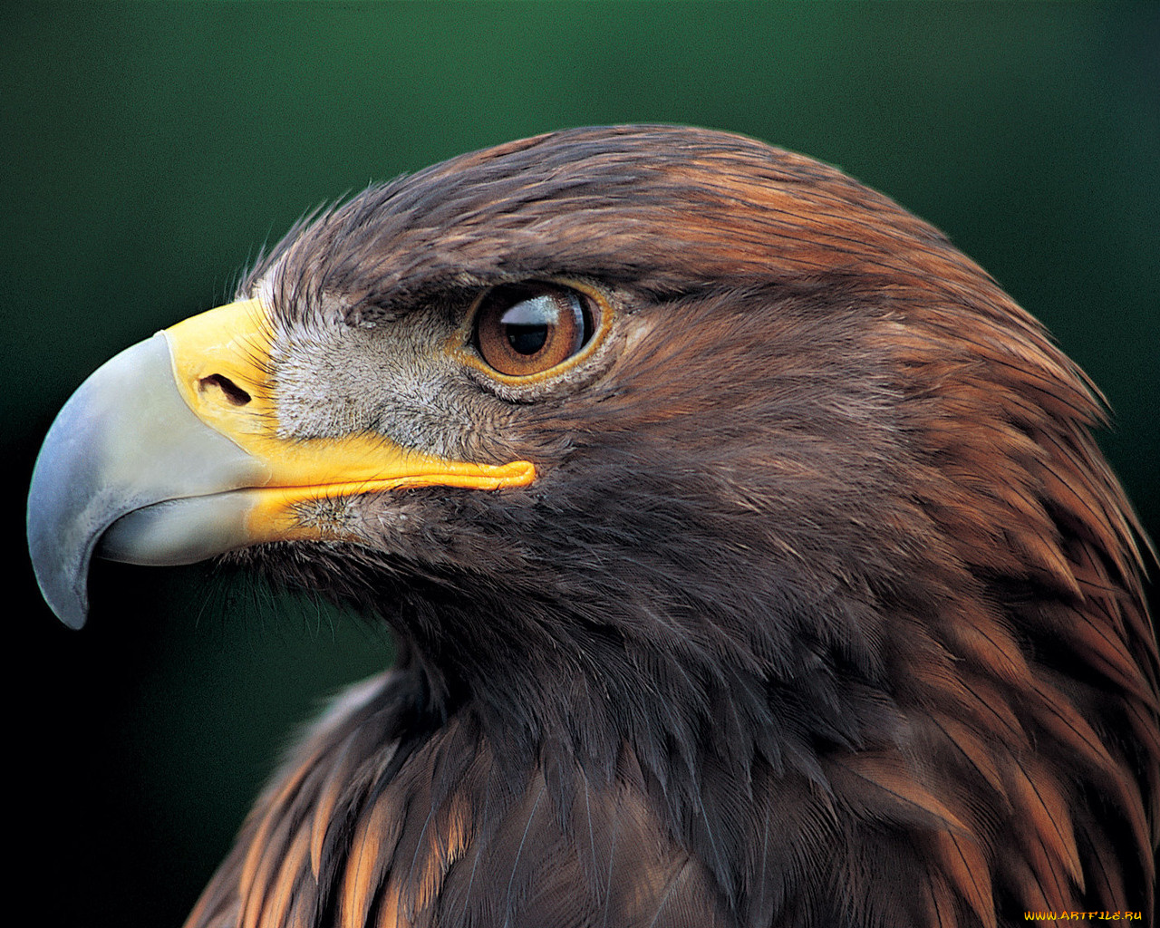 животные, птицы, хищники