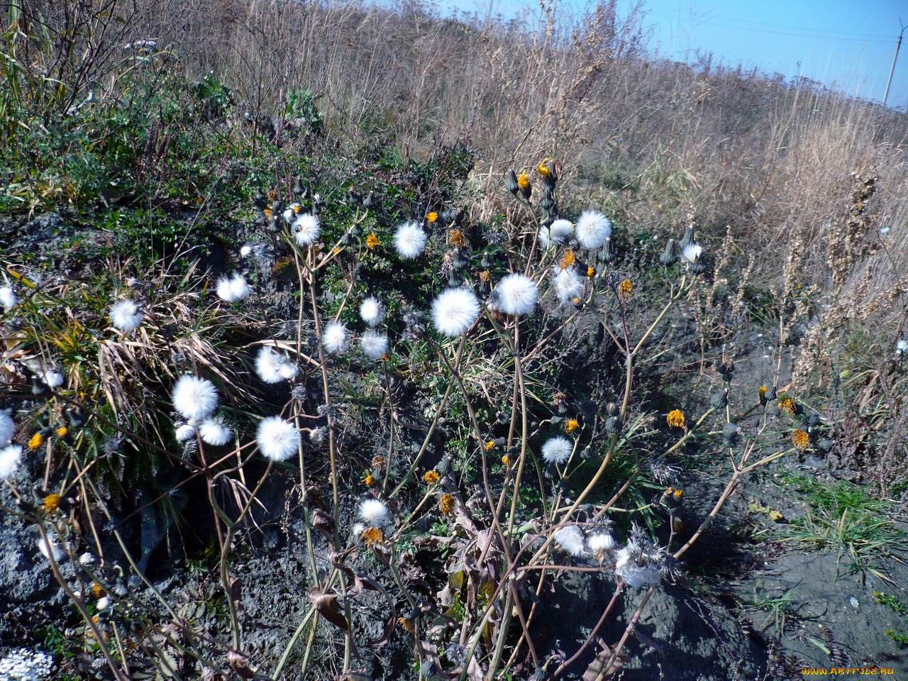 цветы, луговые, полевые