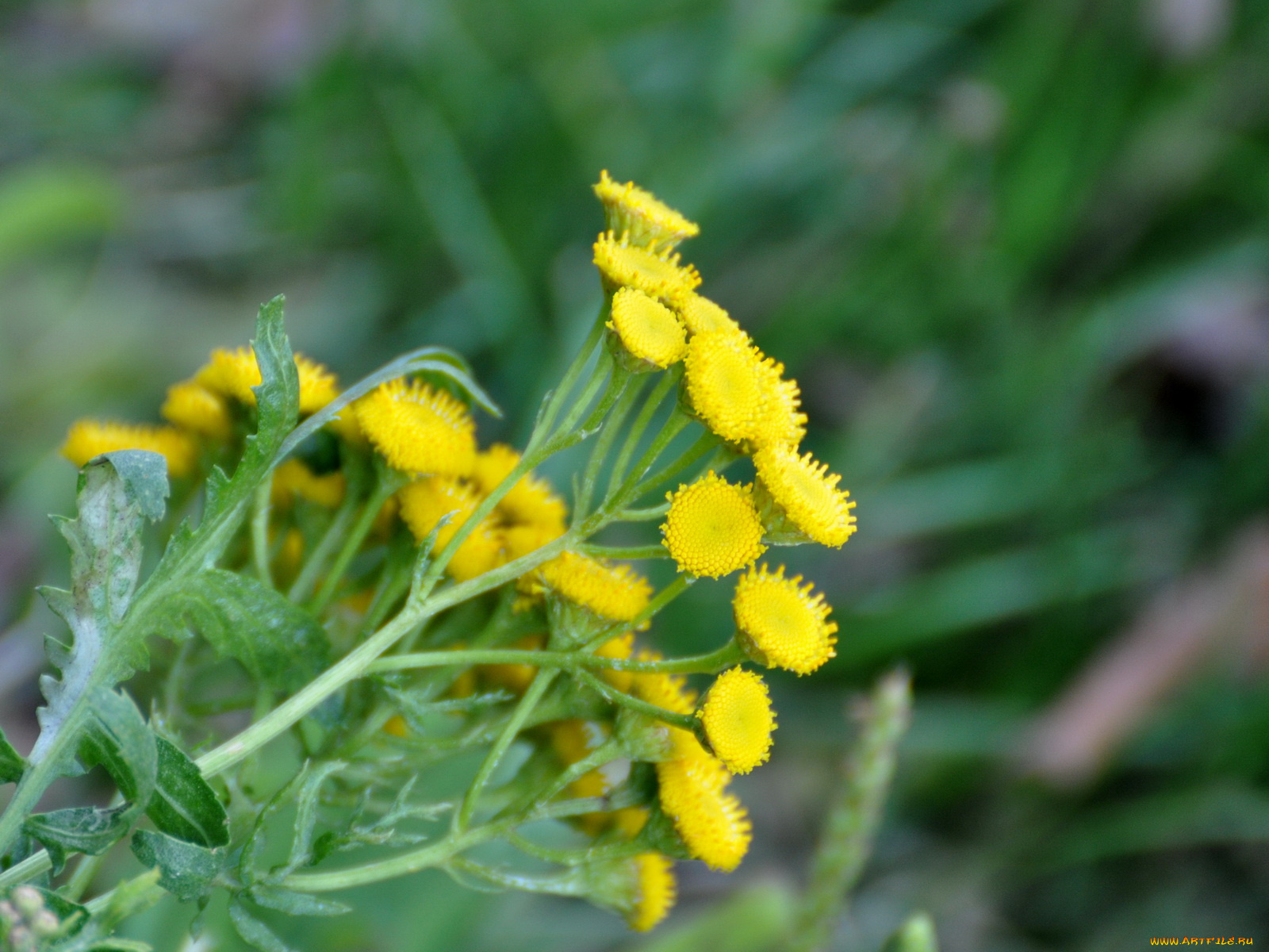 цветы, луговые, полевые