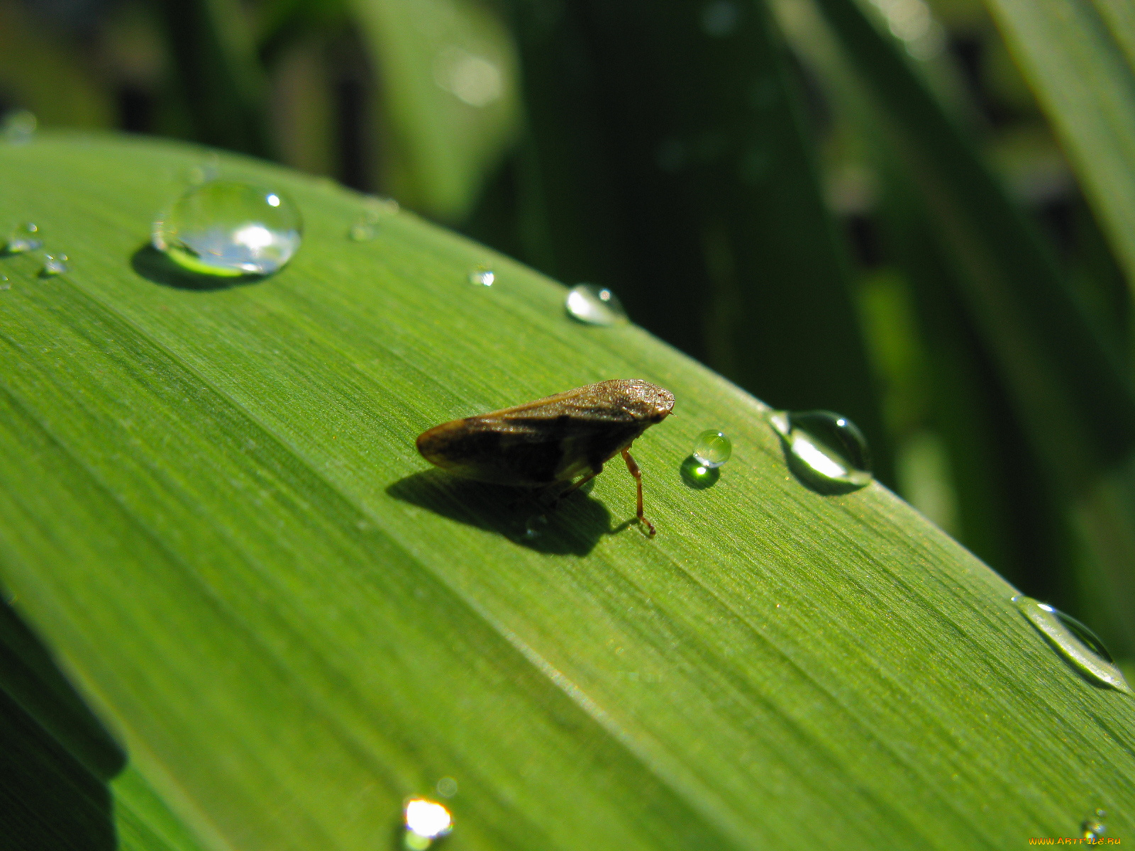 животные, насекомые