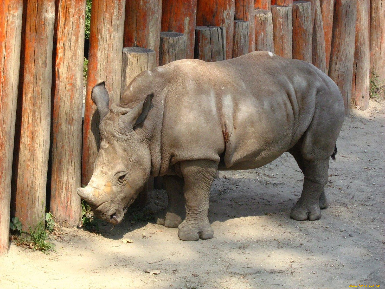 животные, носороги