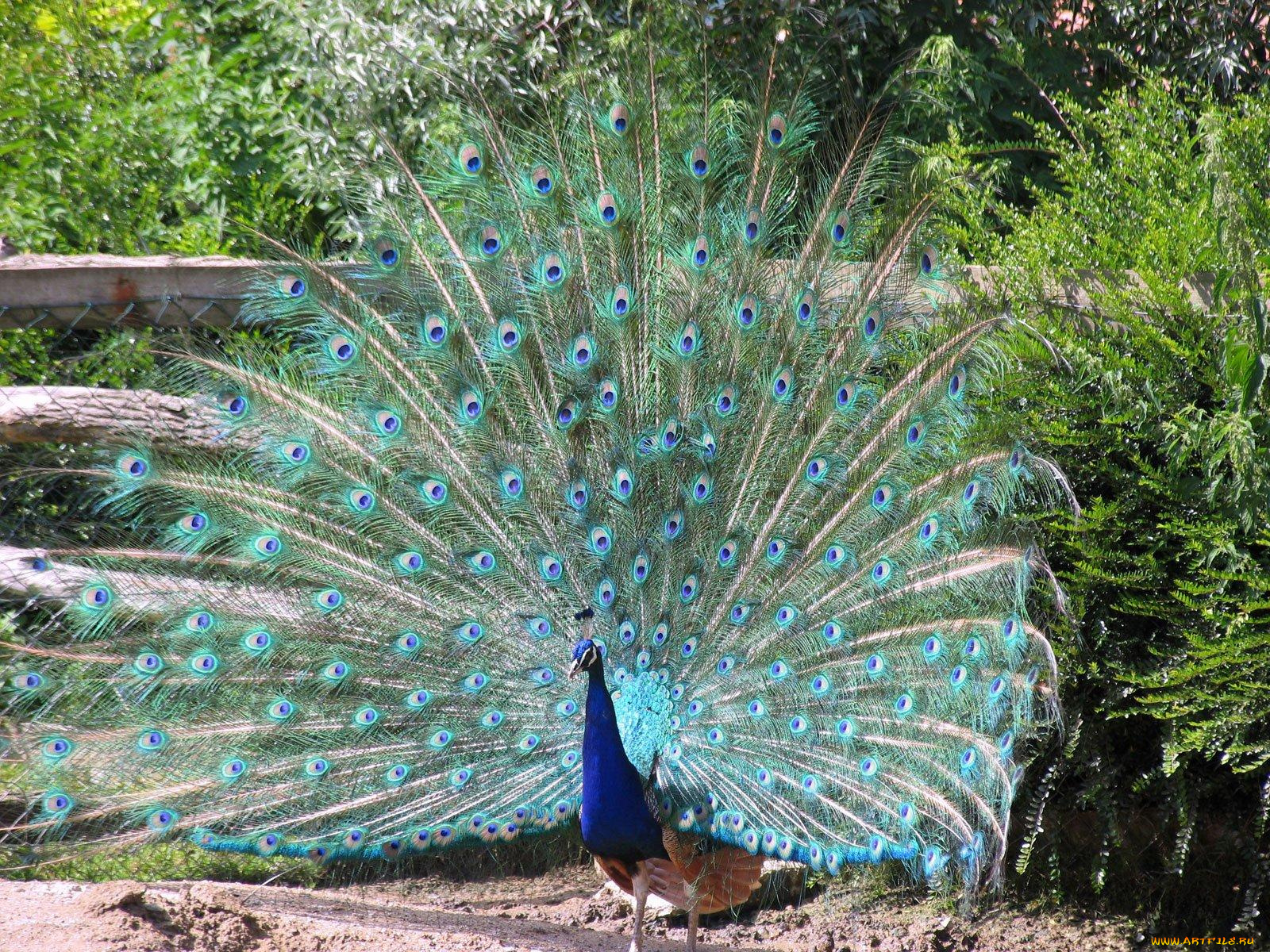 животные, павлины