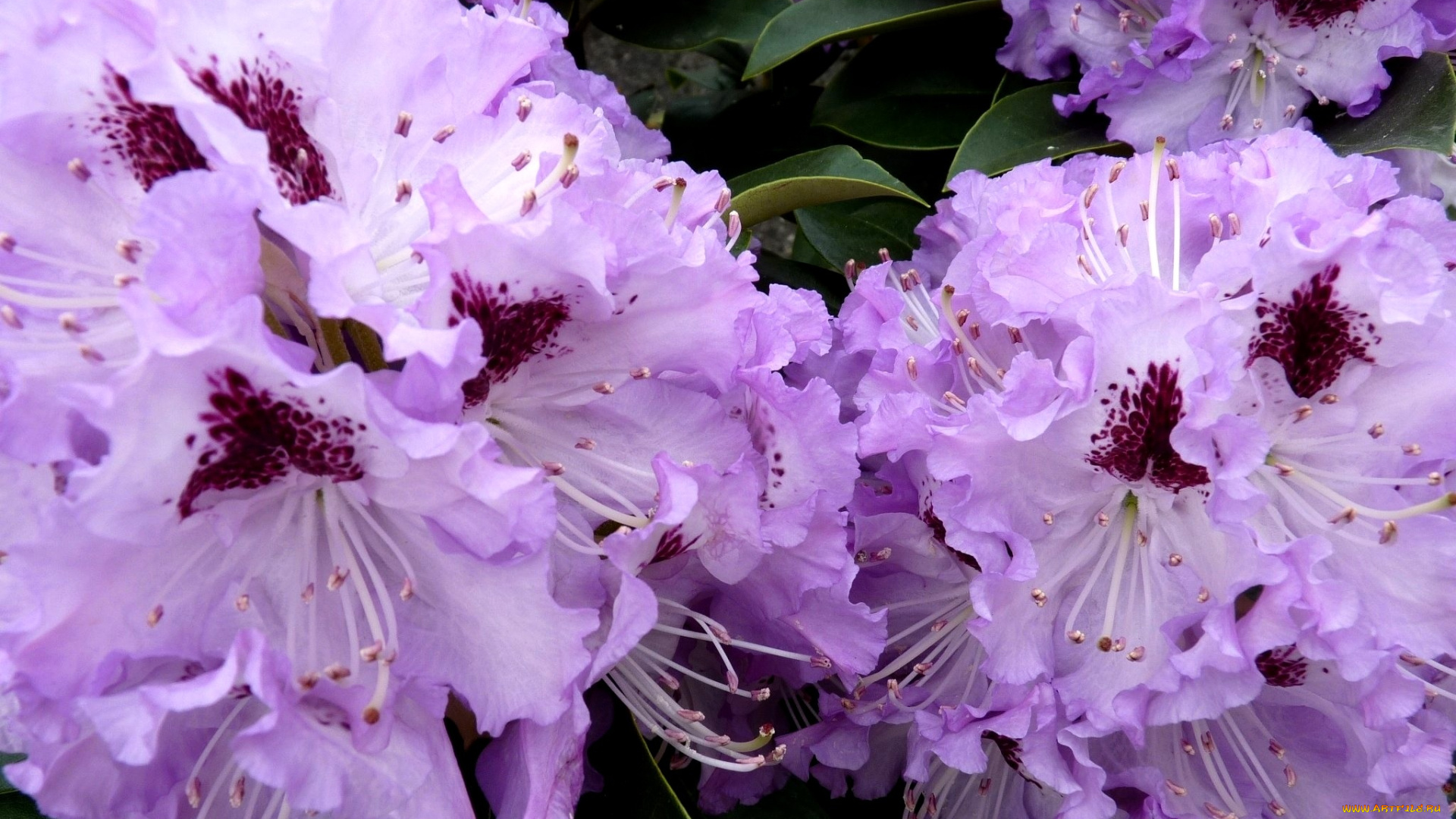 цветы, рододендроны, азалии, много, сиреневый