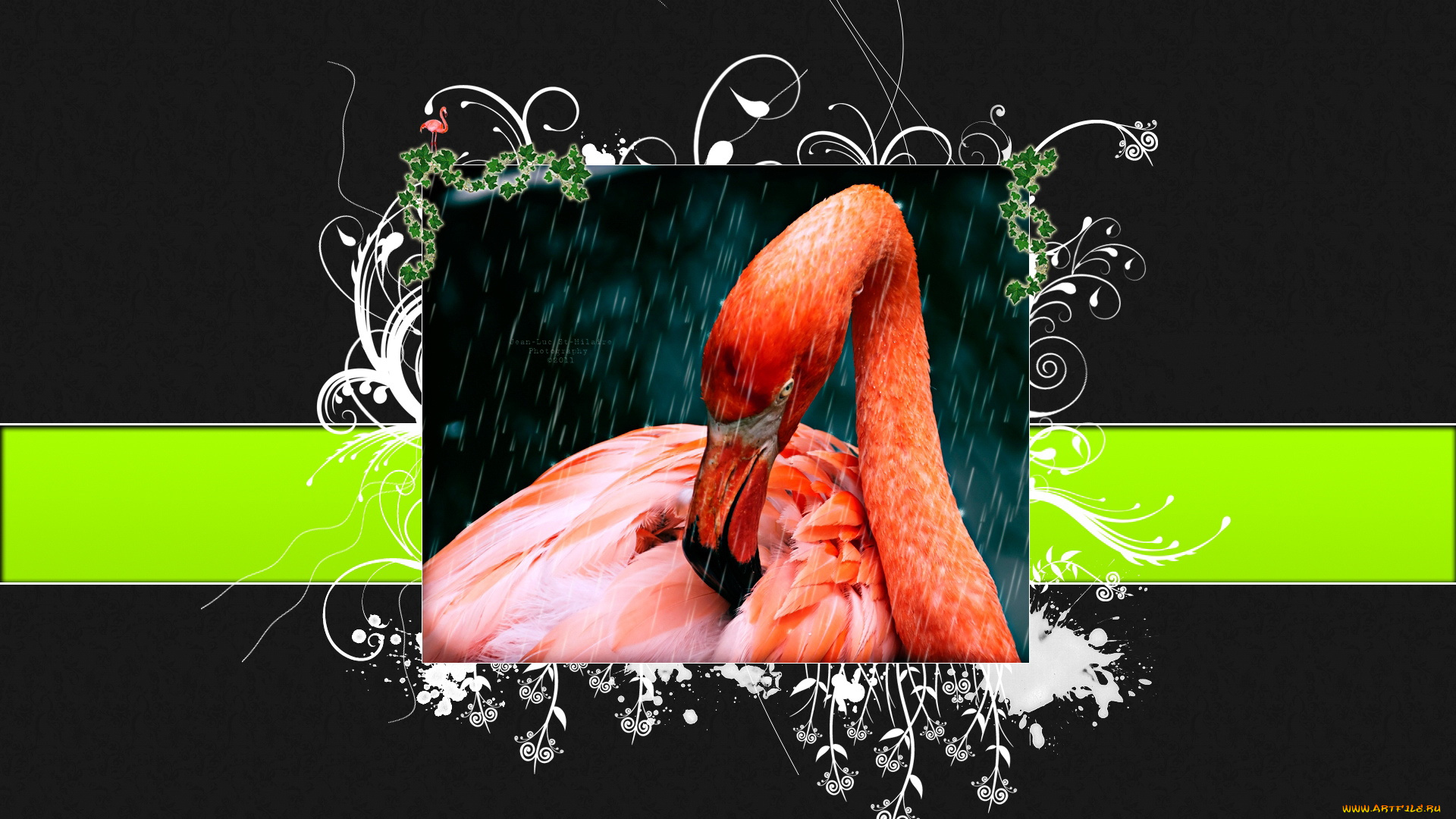 разное, компьютерный, дизайн, фламинго, тёмный