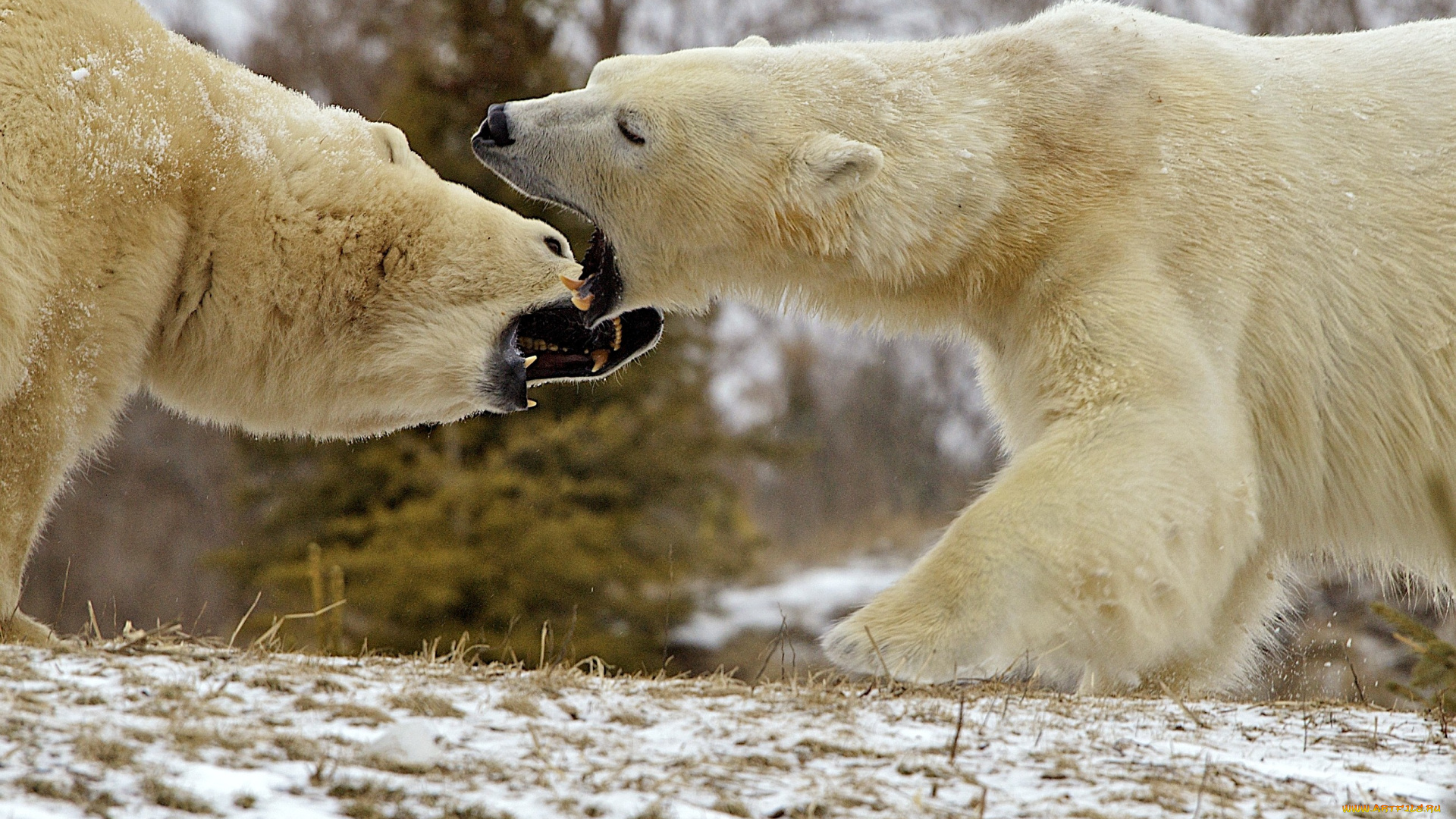 животные, медведи, драка, белый