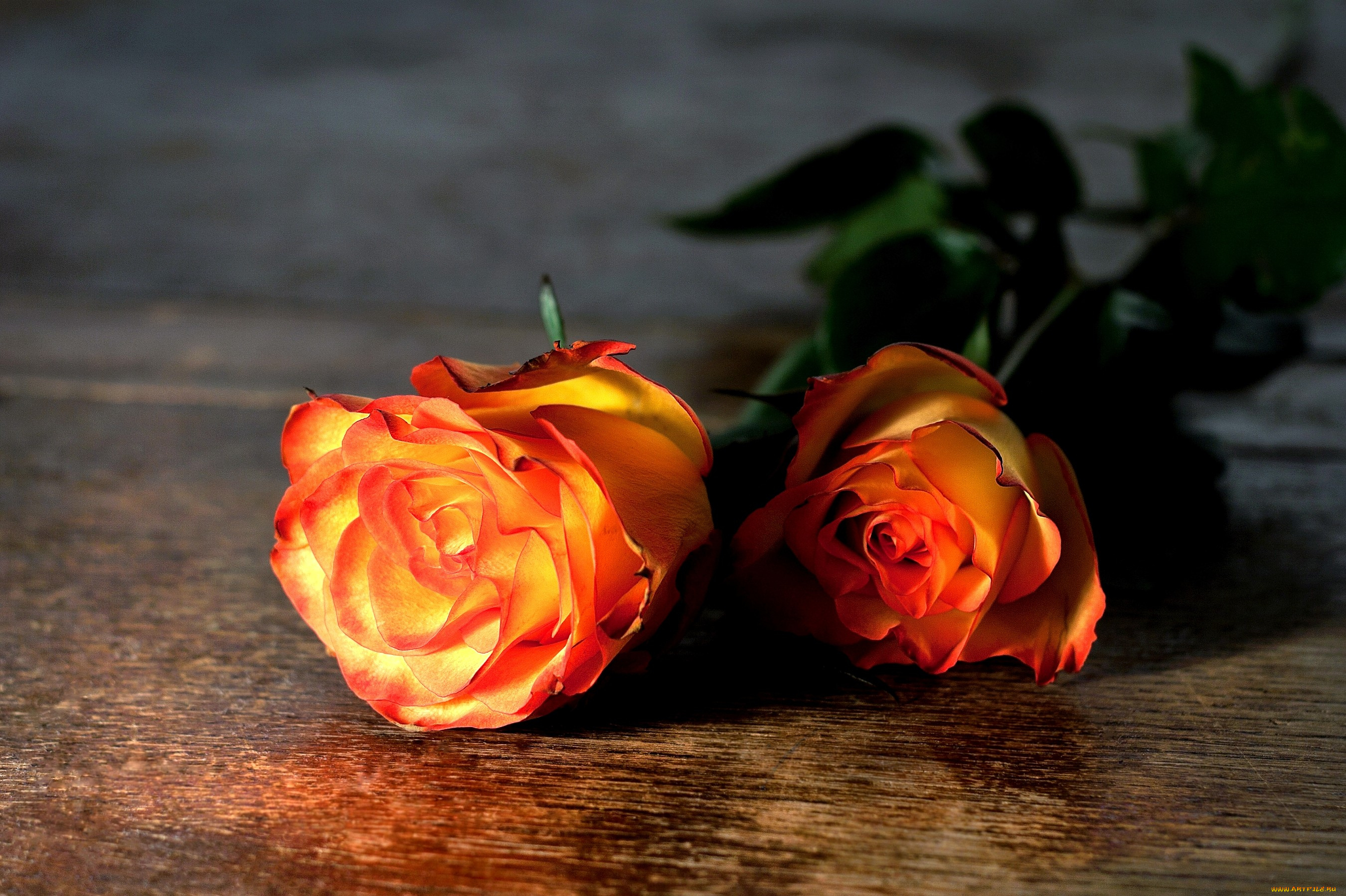 цветы, розы, оранжевый