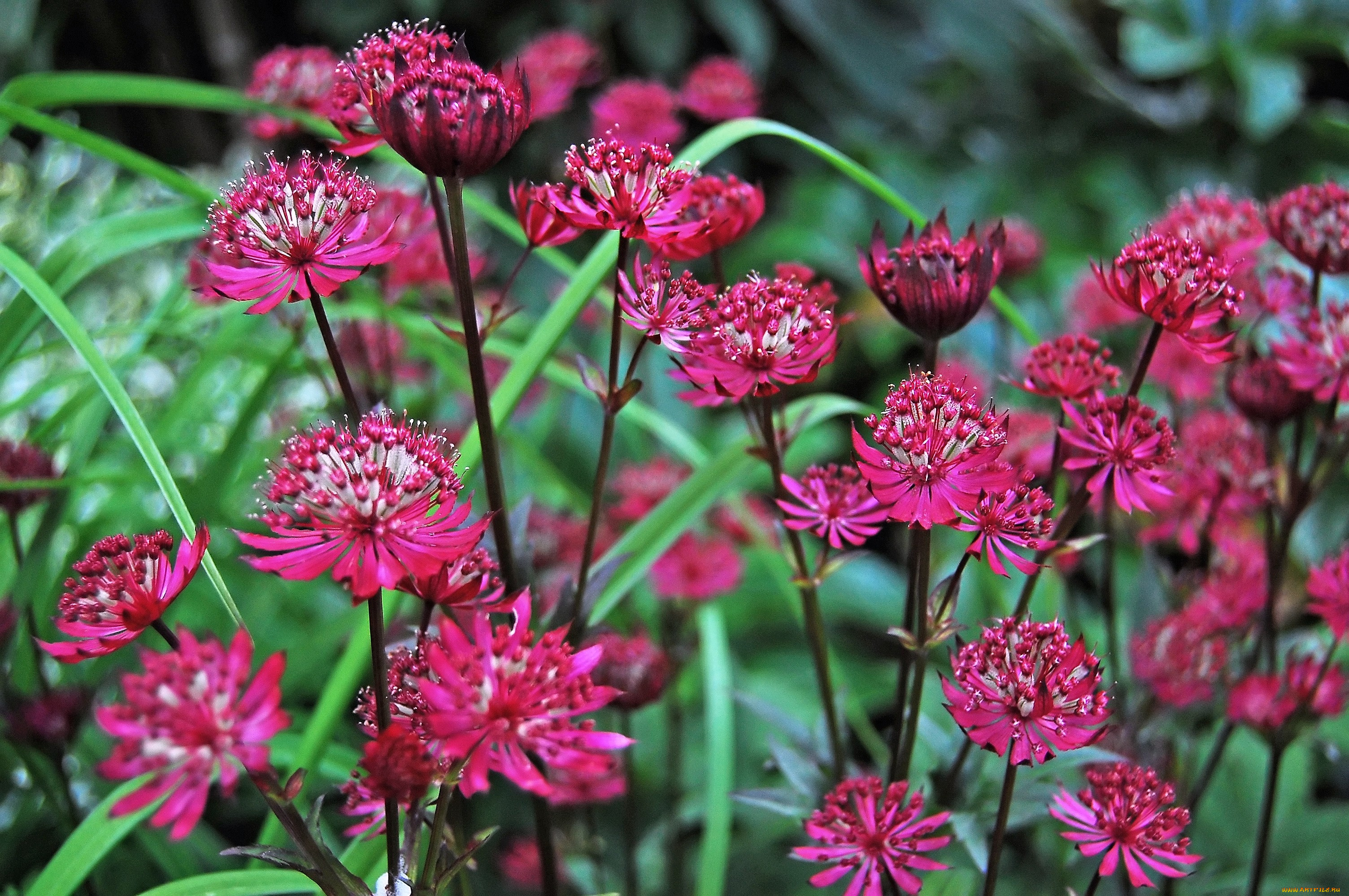 астрантия, цветы, много, красный