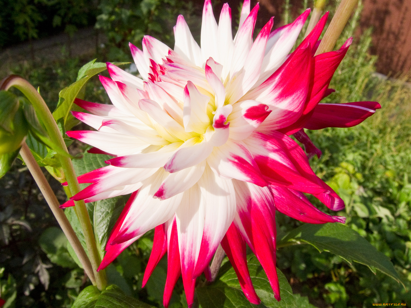 цветы, георгины