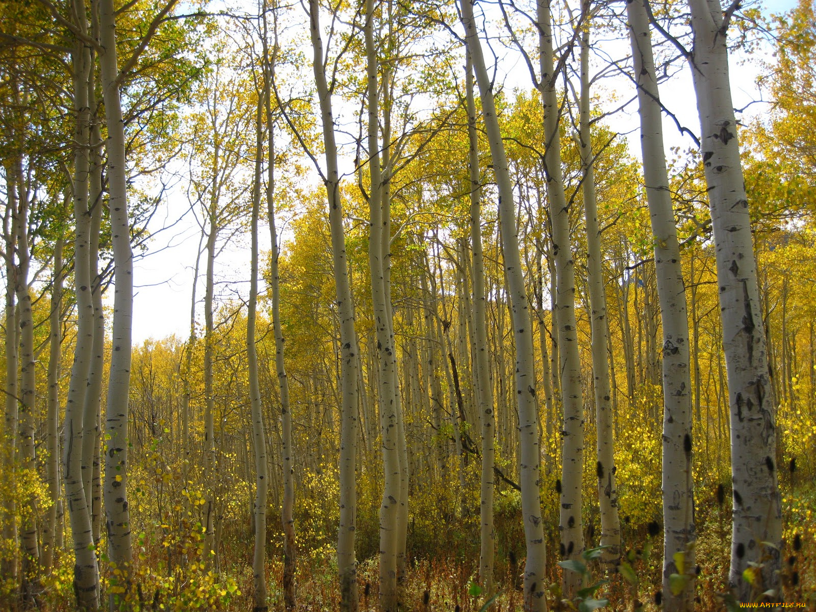 природа, лес