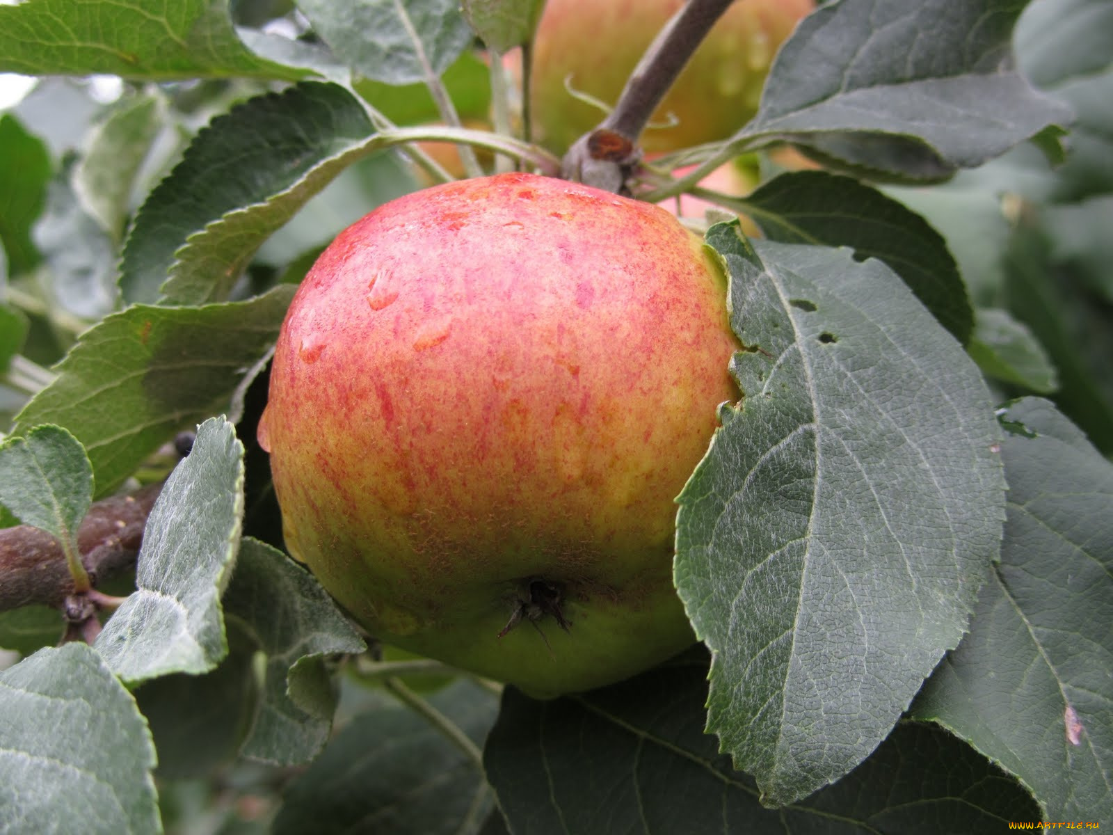 природа, плоды, ветка