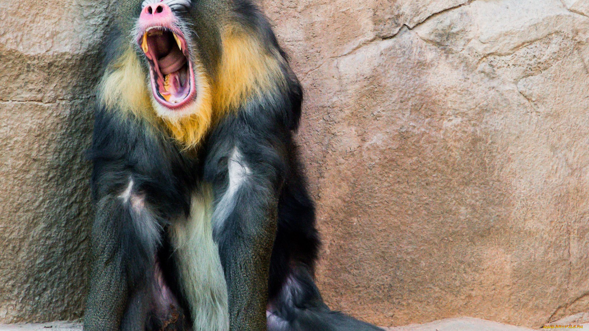 babboon, животные, обезьяны, бабуин, пасть, клыки, обезьяна