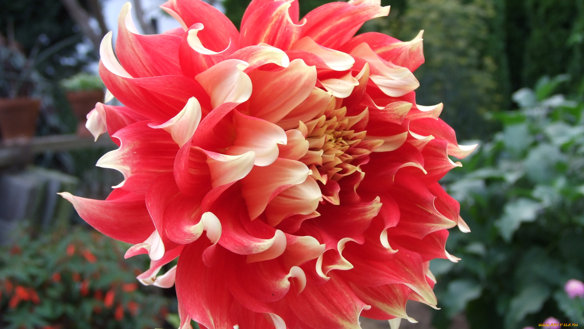 цветы, георгины