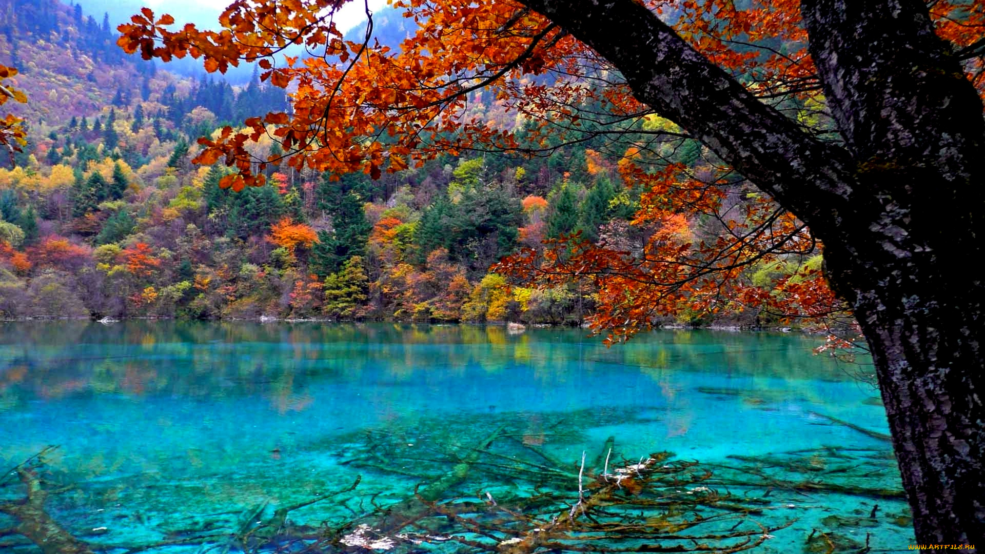 forest, lake, природа, реки, озера, озеро, лес, листья, горы