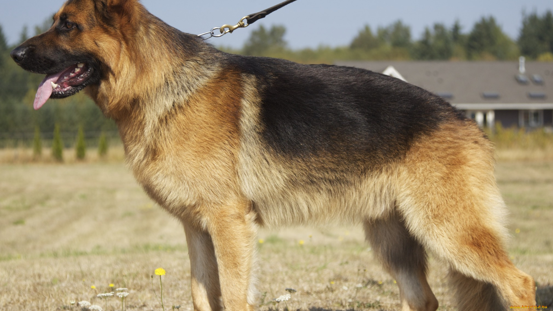 german, shepherd, животные, собаки, немецкая, овчарка