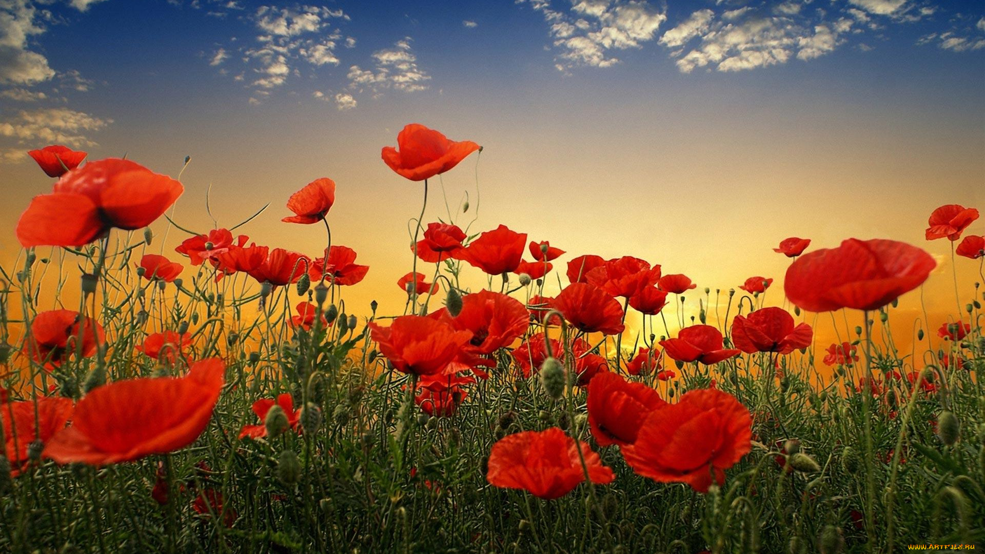 poppy, flowers, цветы, маки, поле, красные