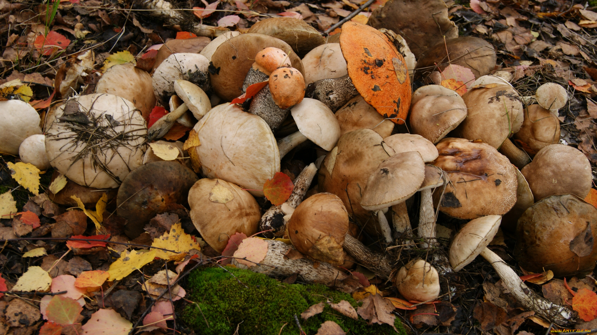 природа, грибы, флора