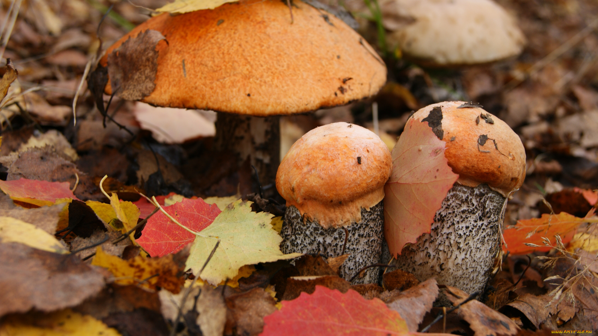 природа, грибы, флора