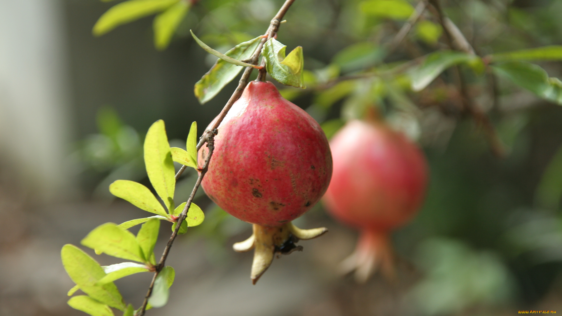 природа, плоды, гранат